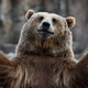 Illustration for article titled “Not now, bears”: Bears returning from hibernation a month early